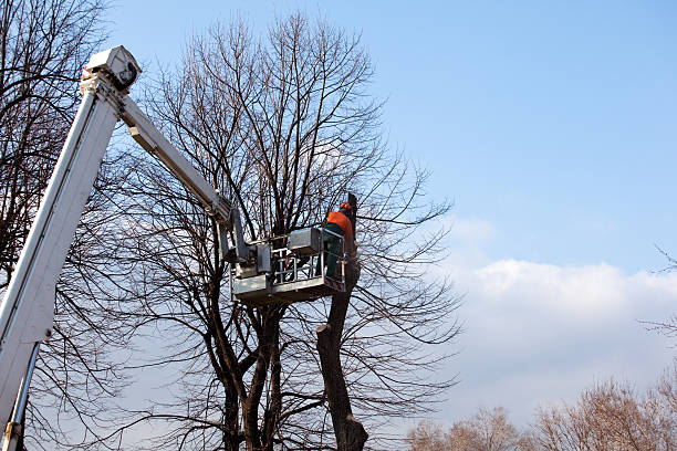 Best Seasonal Cleanup (Spring/Fall)  in USA